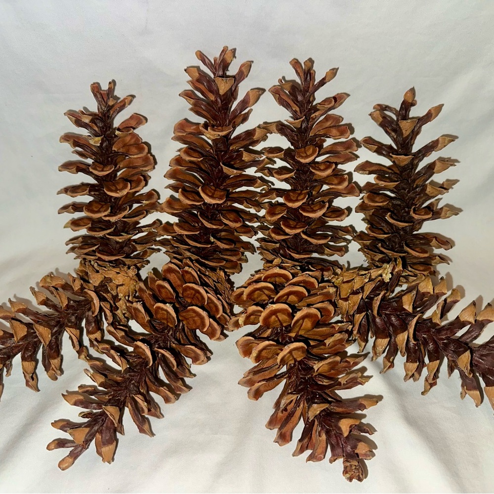 Lake Tahoe Pine Cone Set
